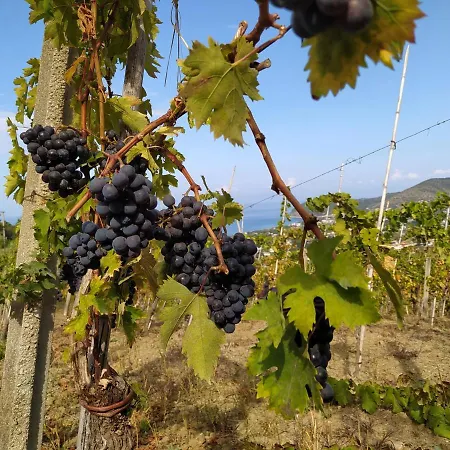 Il Vigneto: Tra Mare E Natura 2 بيت للعطل