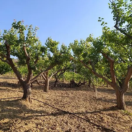 بيت للعطل Il Vigneto: Tra Mare E Natura 2 كاستيلاباتي